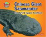 Chinese Giant Salamander The World's Biggest Amphibian