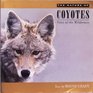 Nature of Coyotes