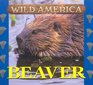 Wild America  Beaver