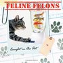 Feline Felons Caught in the Act