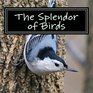 The Splendor of Birds A Picture Book for Seniors Adults with Alzheimer's and Others