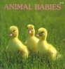 Animal Babies