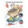 Anatomy of the Inner Ear Anatomical Chart