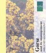 Gorse and Its Management Studies in Golf Course Management No 4 Ecology Series