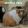 Guinea Pigs 2009 Wall Calendar