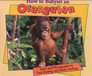 How to Babysit an Orangutan