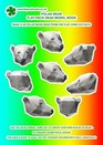Polar Bear FlatPack Head Model Book