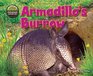 Armadillo's Burrow