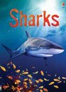 Sharks Hardback Editions/E