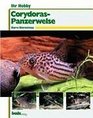 Corydoras Panzerwelse