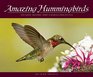 Amazing Hummingbirds Unique Images and Characteristics