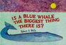 Is a Blue Whale the Biggest Thing There Is?