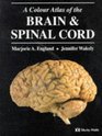 A Colour Atlas of Brain and Spinal Cord