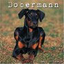 Doberman 2007 Wall Calendar