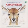 A Day in the Life of a Baby Deer The Fawn's First Snowfall