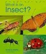What Is an Insect