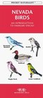 Nevada Birds An Introduction to Familiar Species