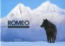 Romeo The Story of an Alaskan Wolf