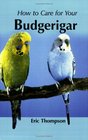 Your First Budgerigar