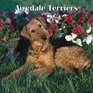 Airedale Terriers 2008 Square Wall Calendar