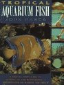 Tropical & Freshwater Aquarium Fish