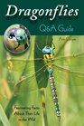 Dragonflies QA Guide Fascinating Facts About Their Life in the Wild
