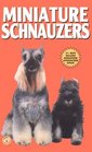 Miniature Schnauzers