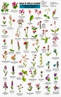 Mac's Field Guide to Rocky Mountain Wildflowers