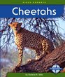 Cheetahs