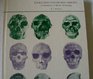 Evolution and human origins An introduction to physical anthropology