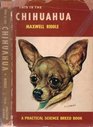 This Is the Chihuahua