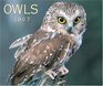 Owls 2007