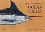 James Prosek Ocean Fishes Paintings of Saltwater Fish