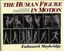 Human Figure in Motion