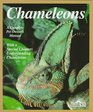 Chameleons Everything About Selection Care Nutrition Diseases Breeding and Behavior