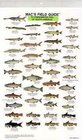 Mac's Field Guide to Freshwater Fish of North America (Mac's Field Guides)