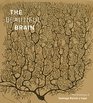 The Beautiful Brain The Drawings of Ramon y Cajal