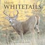 Majestic Whitetails 2008 Calendar