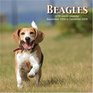 Beagles 2009 Wall Calendar
