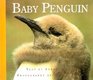 Baby Penquin