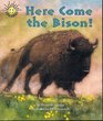 Here come the bison