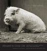 Allowed to Grow Old Portraits of Elderly Animals from Farm Sanctuaries