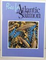 Flies for Atlantic Salmon