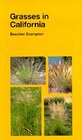 Grasses in California