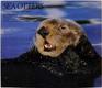 Sea Otters 89 Ed