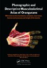 Photographic and Descriptive Musculoskeletal Atlas of Orangutans with notes on the attachments variations innervations function and synonymy and weight of the muscles