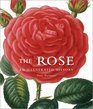 The Rose An Illustrated History