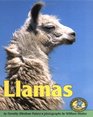 Llamas (Early Bird Nature)