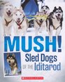 Mush Sled Dogs Of The Iditarod