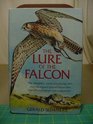 The Lure of The Falcon